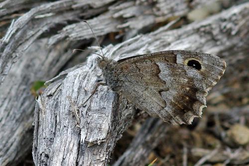 Réf. 62 699 : Hipparchia statilinus