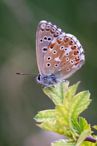 Polyommatus bellargus