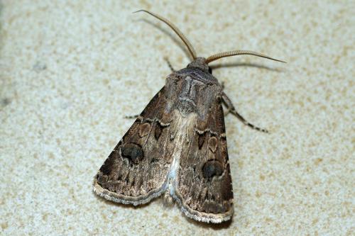 Réf. 62 574 : Agrotis bigramma