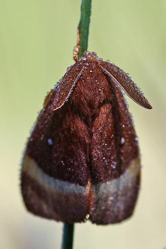 Réf. 62 595 : Lasiocampa quercus