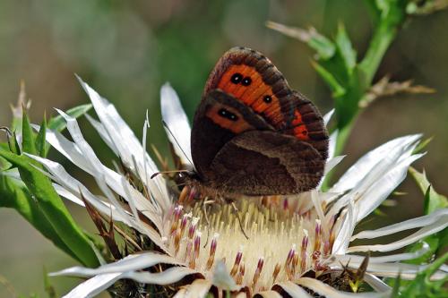 Erebia neoridas
