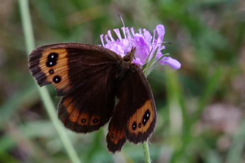 Erebia neoridas
