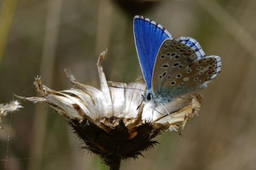 Polyommatus bellargus