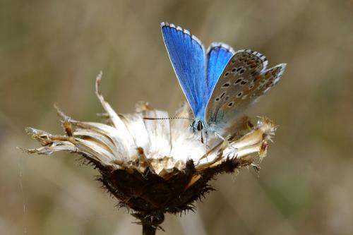 Polyommatus bellargus