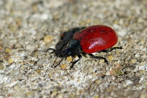 Réf. 62 601 : Chrysomela populi