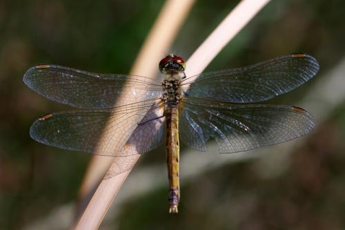 Sympetrum depressiusculum