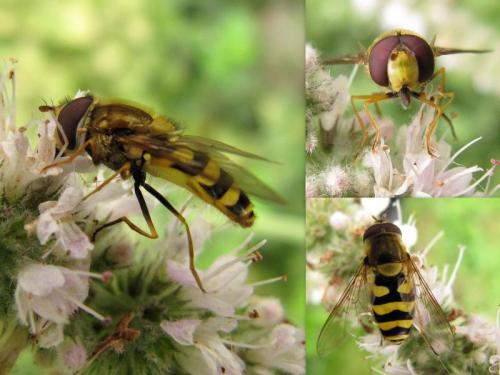Syrphus sp.