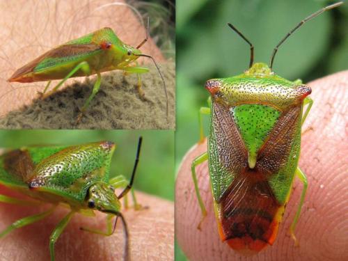 Acanthosoma haemorrhoidale haemorrhoidale