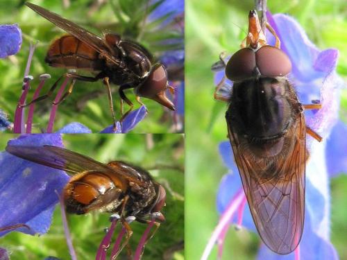Réf. 62 429 : Rhingia campestris