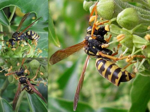 Polistes sp.