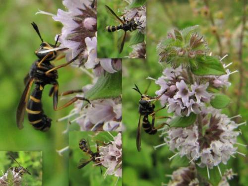 Conops flavipes