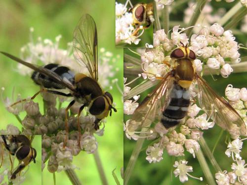 Réf. 62 153 : Leucozona glaucia