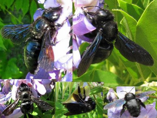 Xylocopa sp.