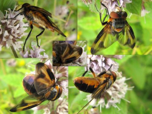 Réf. 62 923 : Phasia hemiptera