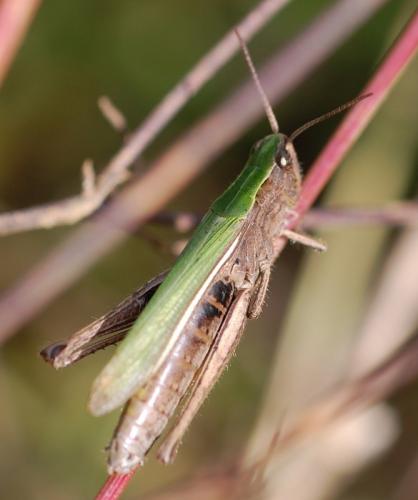 Réf. 62 757 : Chorthippus dorsatus dorsatus