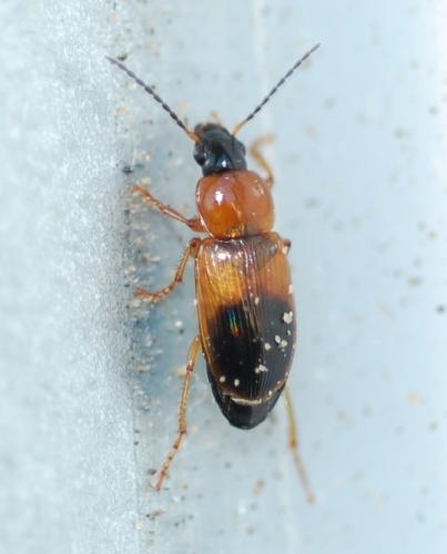 Réf. 62 842 : Stenolophus teutonus
