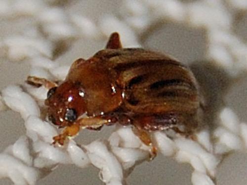 Arrhenocoela lineata