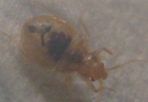 Cimex lectularius