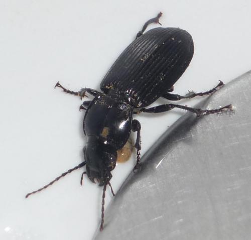 Réf. 62 822 : Pterostichus melanarius