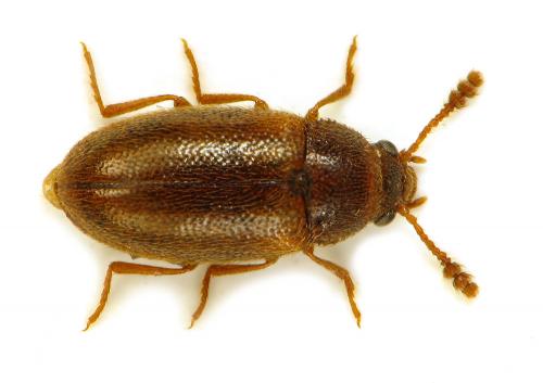 Réf. 62 144 : Pseudotriphyllus suturalis