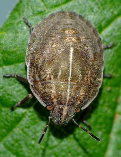Odontotarsus purpureolineatus
