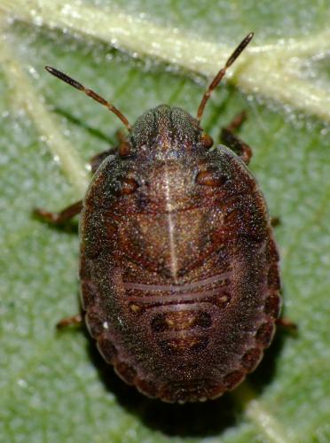 Odontotarsus purpureolineatus