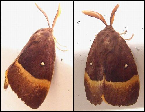 Lasiocampa quercus