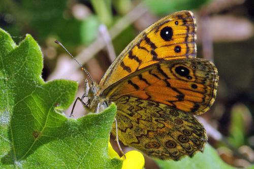 Lasiommata megera