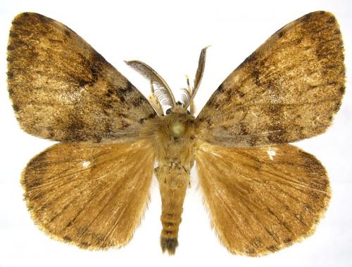 Lymantria dispar