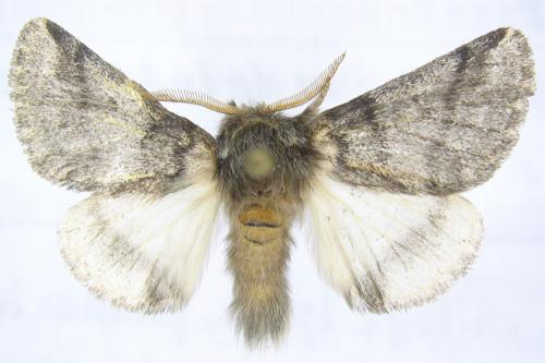 Thaumetopoea processionea