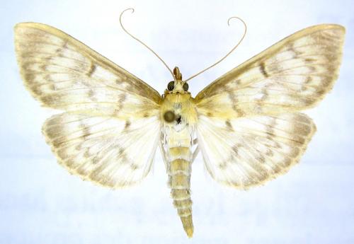 Pleuroptya ruralis