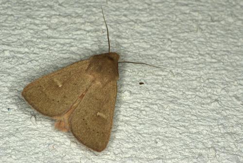 Réf. 62 697 : Mythimna ferrago