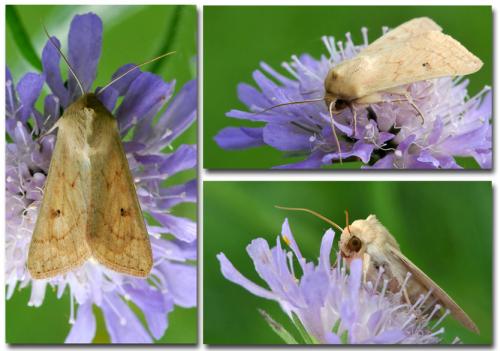 Mythimna vitellina