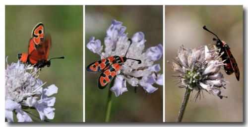 Zygaena fausta