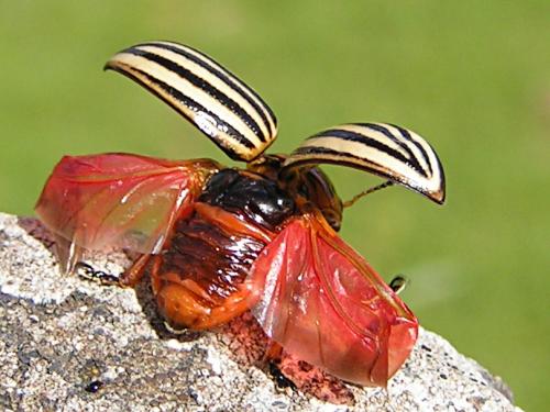 Réf. 62 835 : Leptinotarsa decemlineata