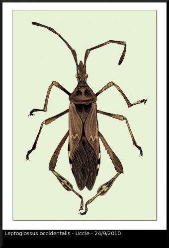 Leptoglossus occidentalis