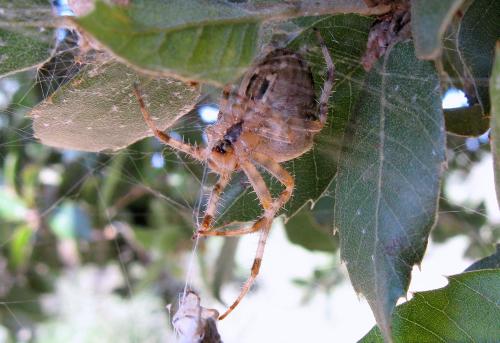 Réf. 62 800 : Araneus pallidus