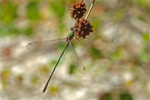 Chalcolestes viridis