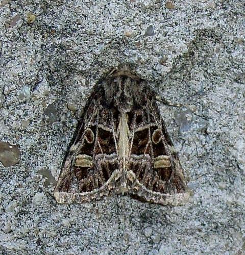Leucochlaena oditis
