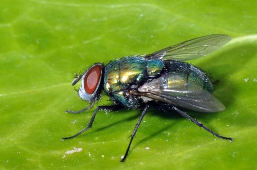 Lucilia sericata