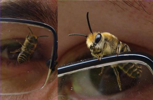 Colletes hederae