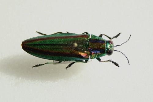 Chrysochroa fulgidissima