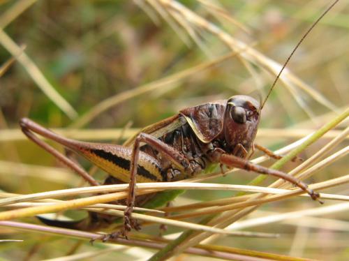 Metrioptera brachyptera