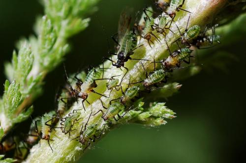 Macrosiphoniella millefolii