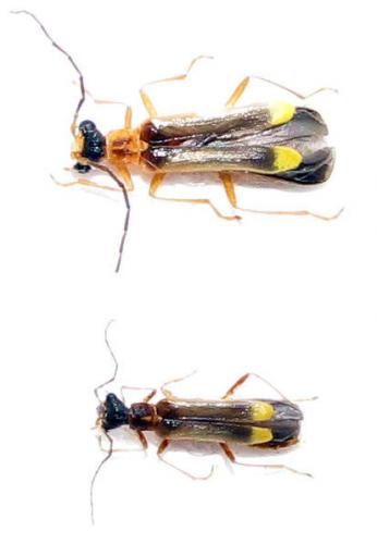 Malthinus flaveolus