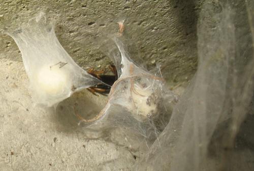 Réf. 62 161 : Tegenaria silvestris