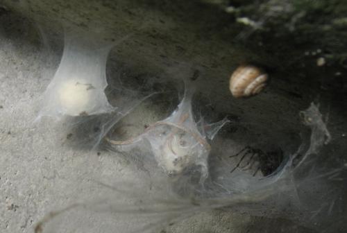 Tegenaria silvestris