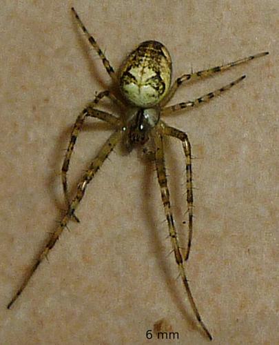Metellina sp.