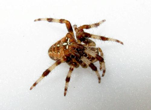 Araneus diadematus