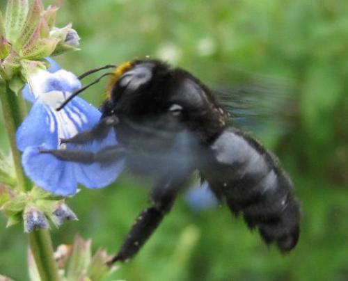 Xylocopa sp.